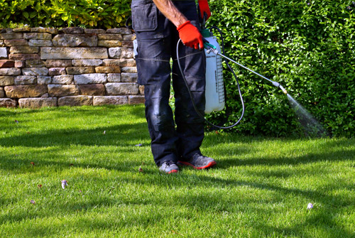 Lawn Care Service Denton Texas Weed Control Service