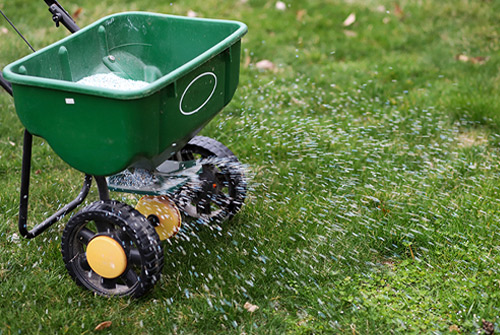 Lawn Care Service Denton Texas Overseeding