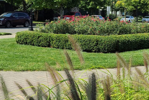 Trees and Hedges Trimming Safety Concerns Overgrown shrubs Dallas