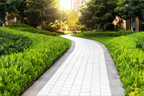 Trees and Hedges Trimming Dallas Resident Experience