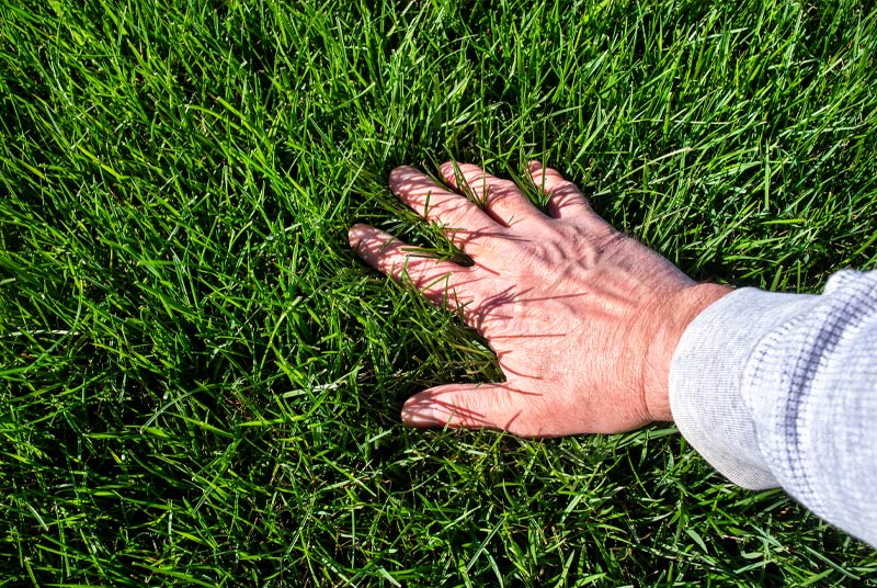 Commercial Landscaping Denton Texas The GreenCare Company Hand in Green Grass