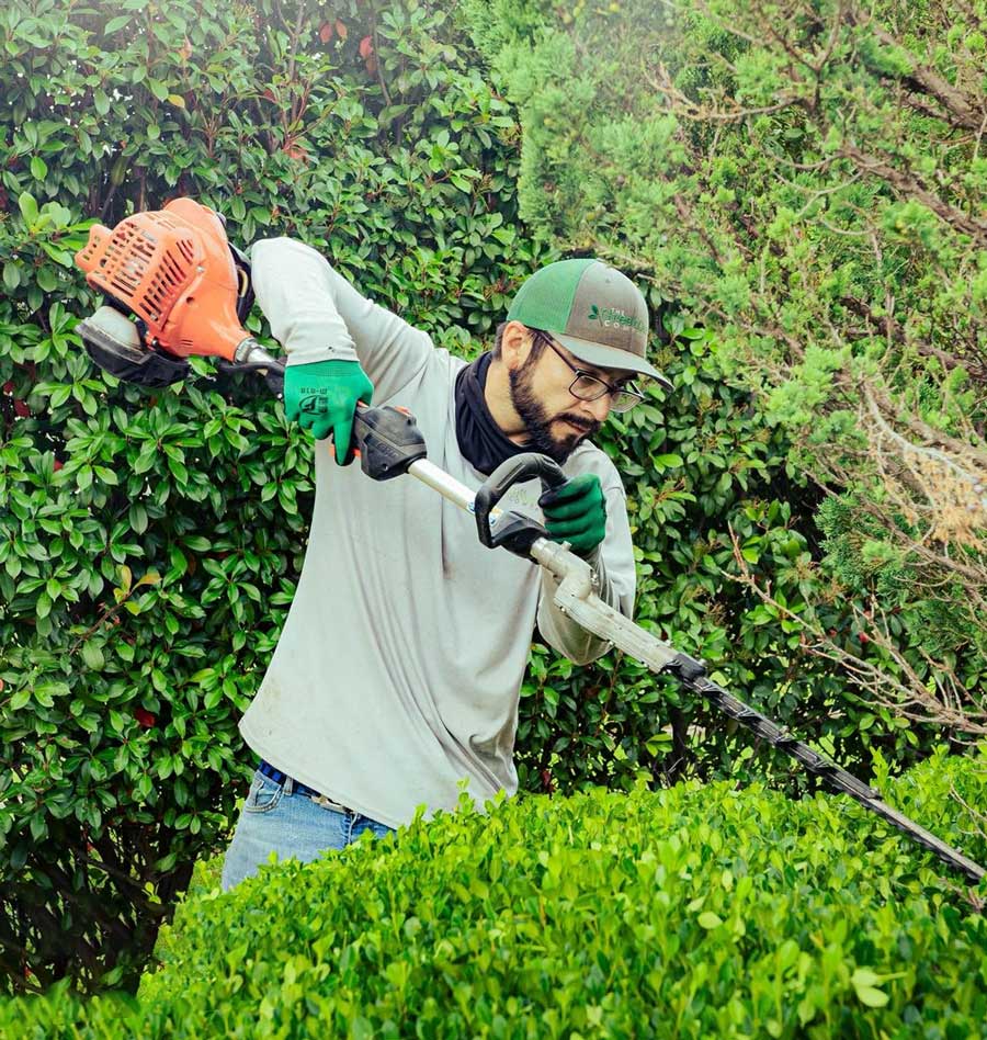 Lawn Care professional using a weed trimmer to trim around bushes in Justin Texas